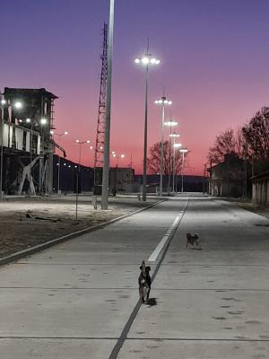 Port - umbla cainii cu covrigi in coada